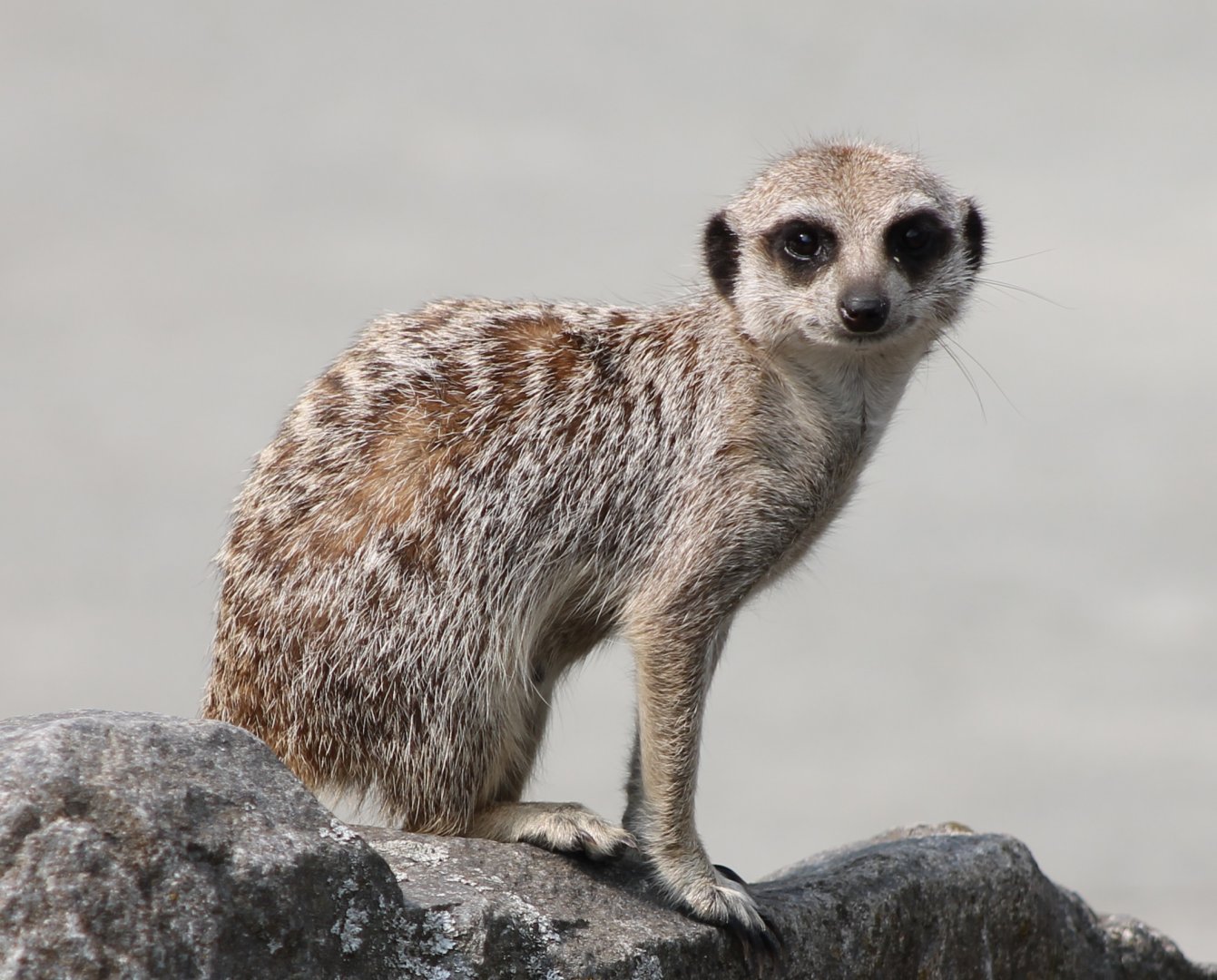 Meerkat