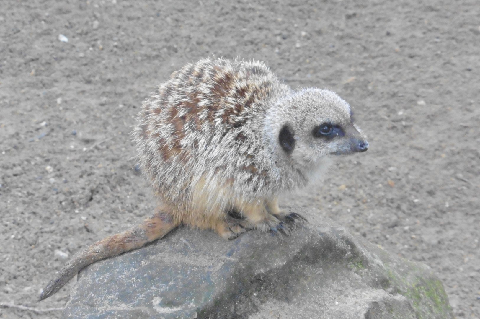 Meerkat