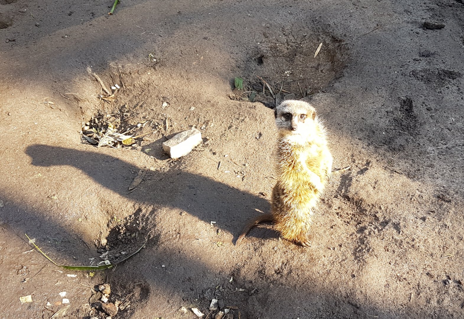 Meerkat