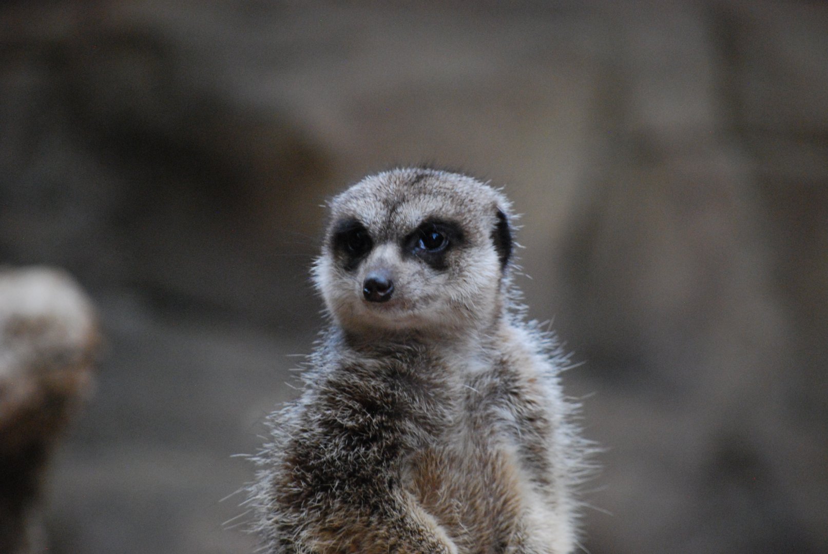 Meerkat