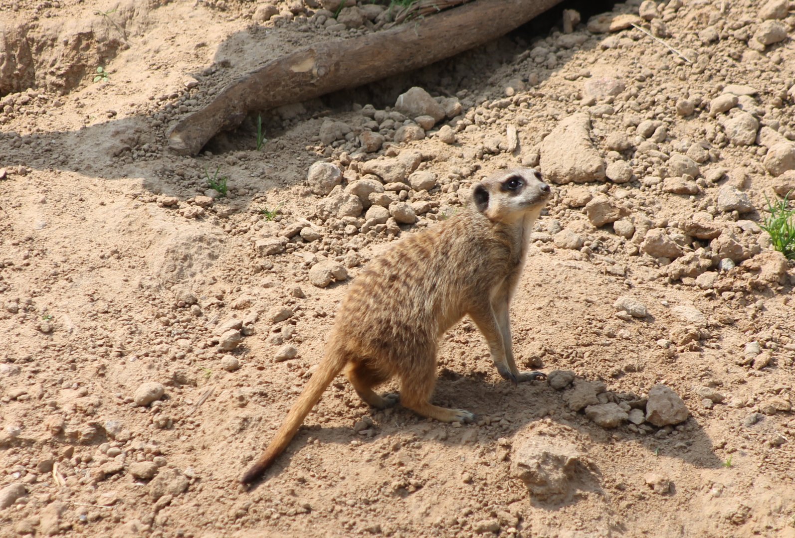 Meerkat