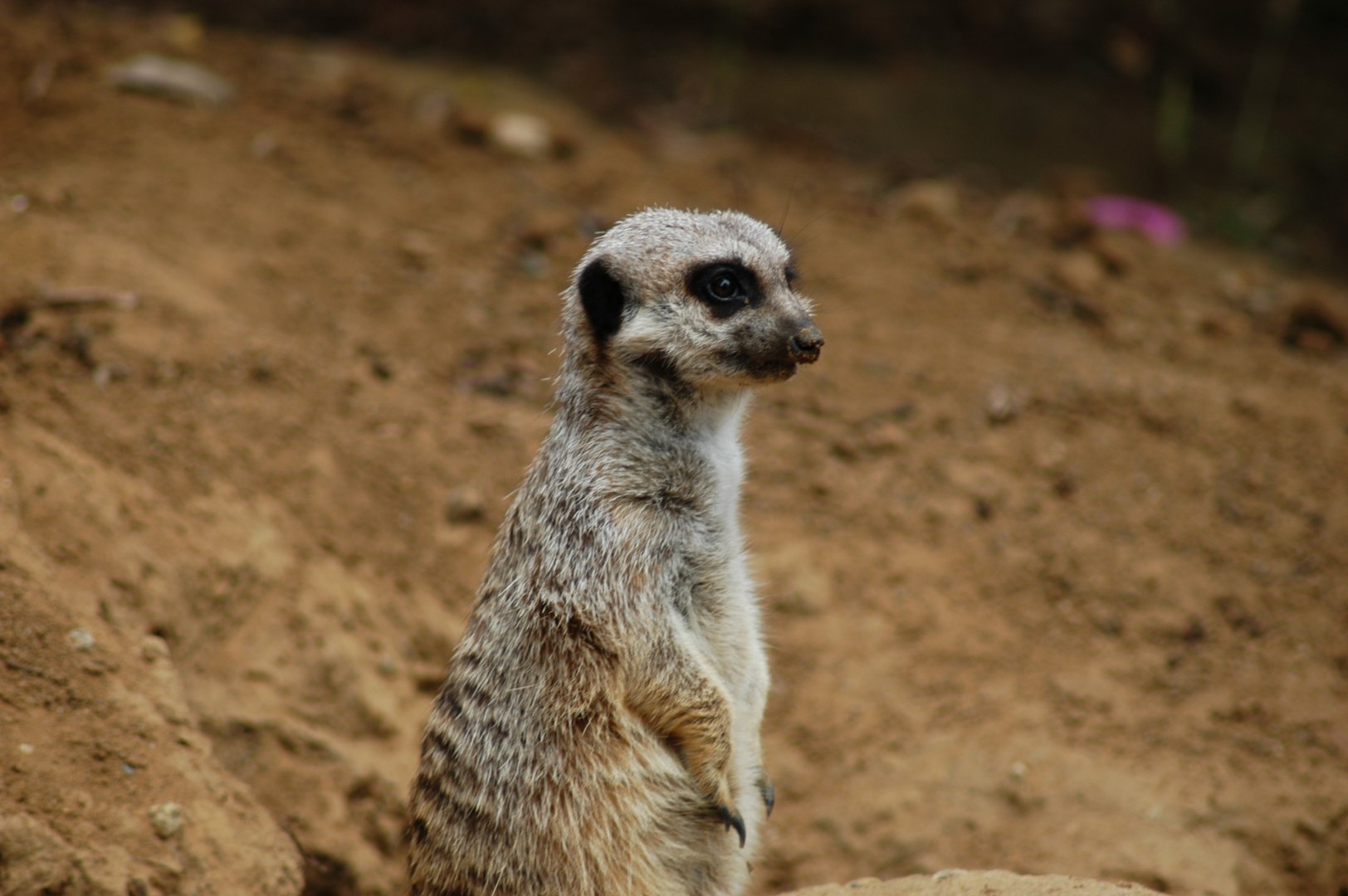 Meerkat