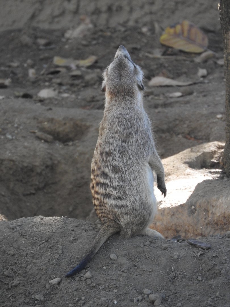 Meerkat