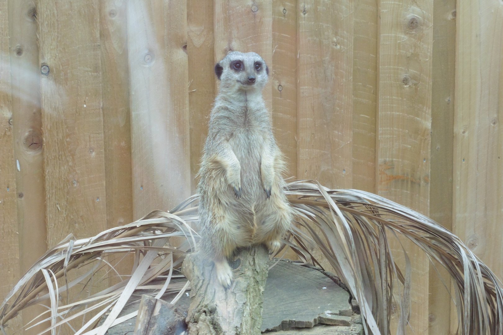Meerkat