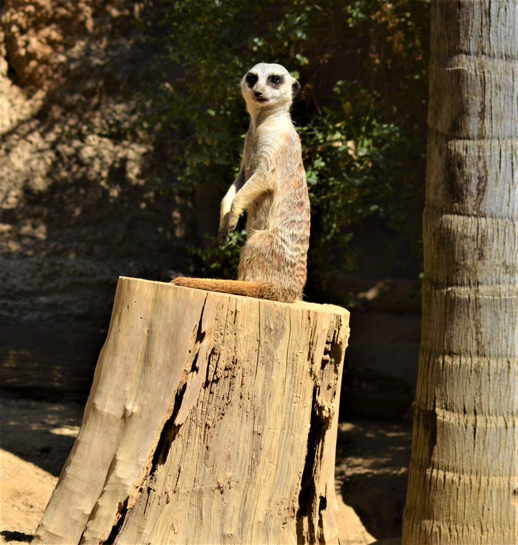Meerkat