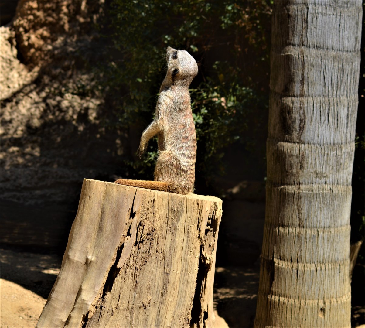 Meerkat