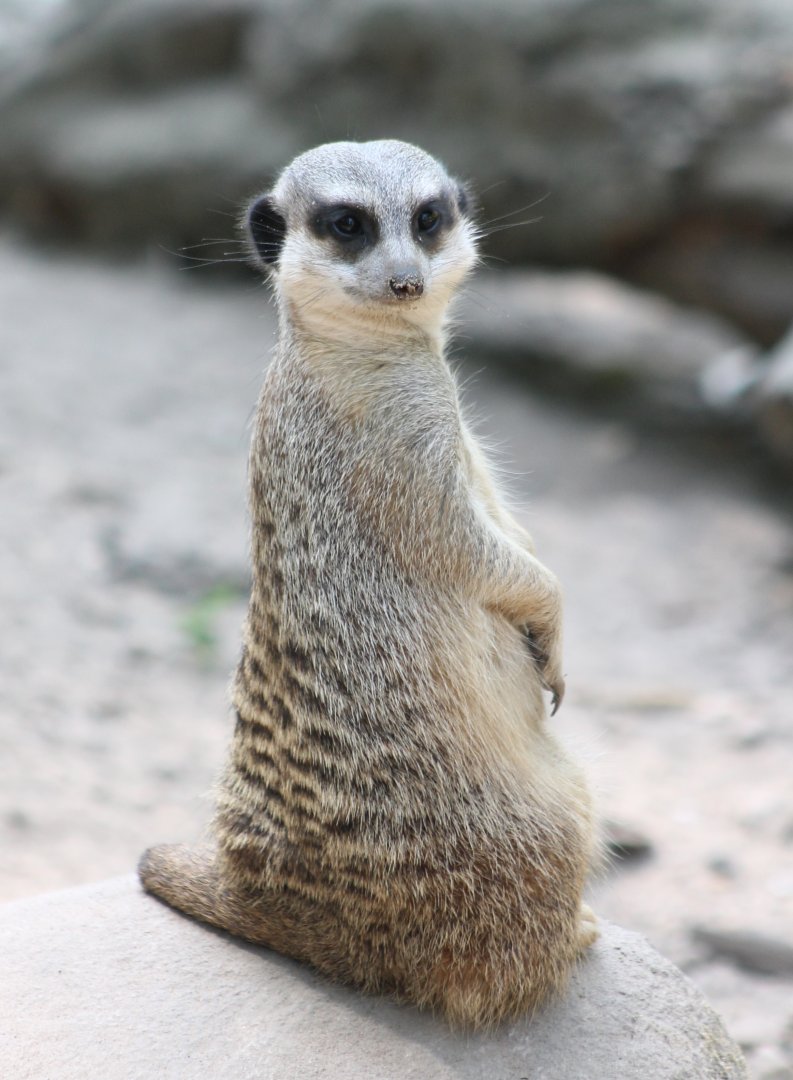 Meerkat