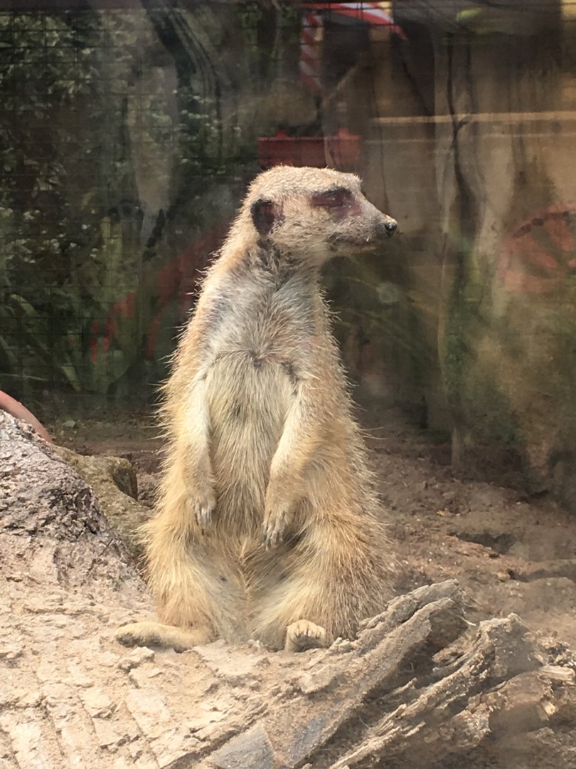 Meerkat