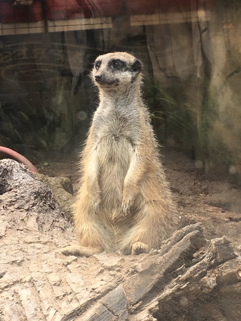 Meerkat