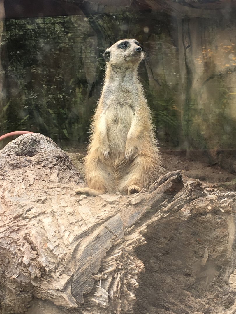 Meerkat