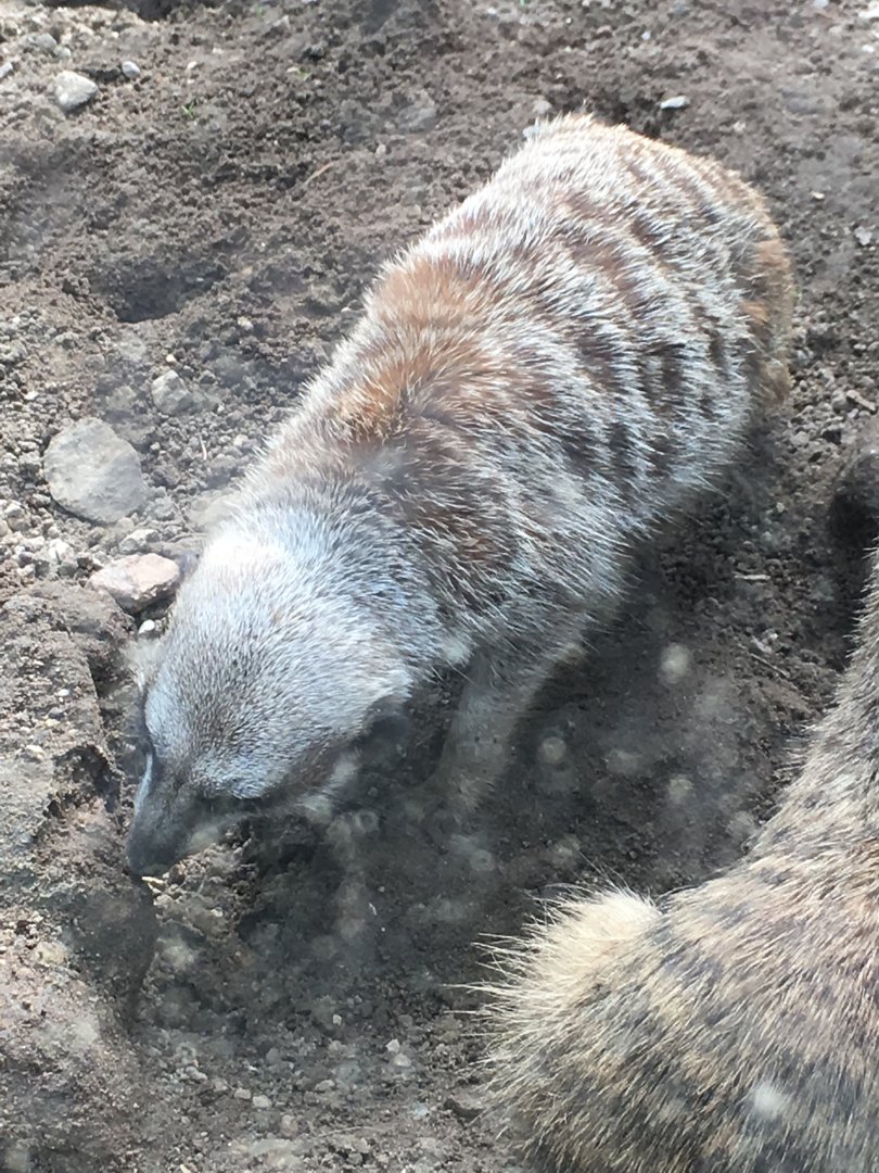 Meerkat