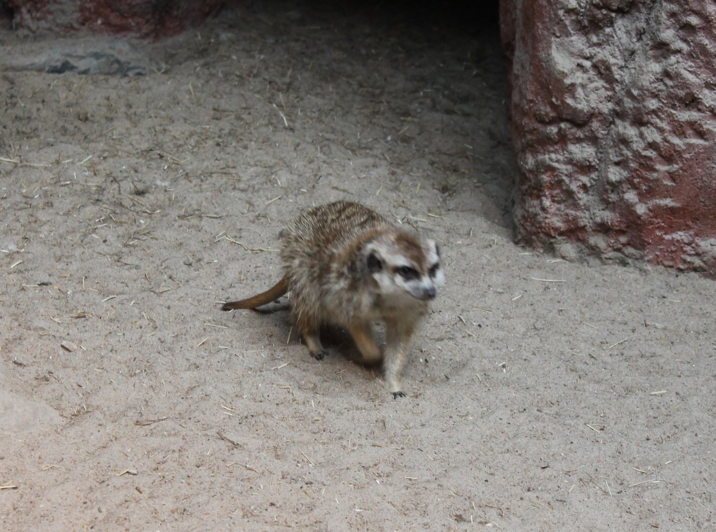 Meerkat
