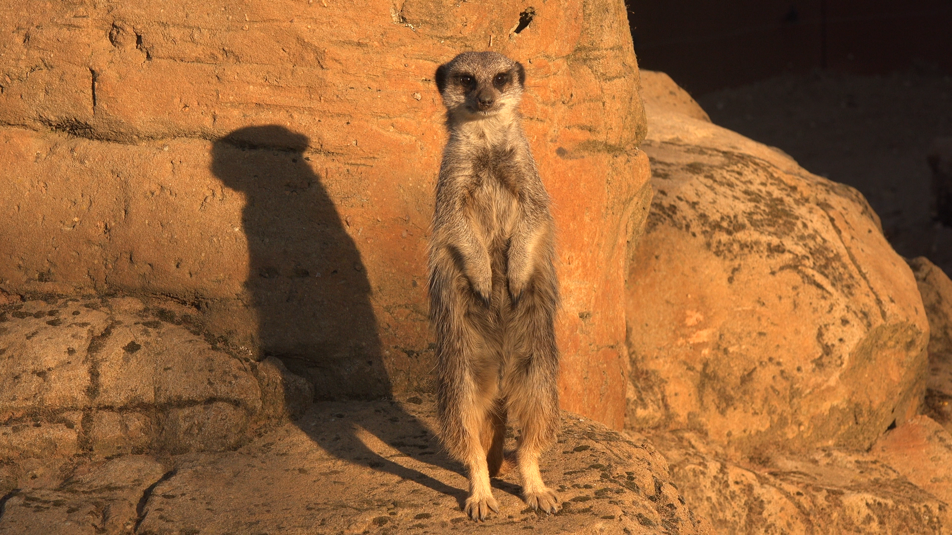 Meerkat
