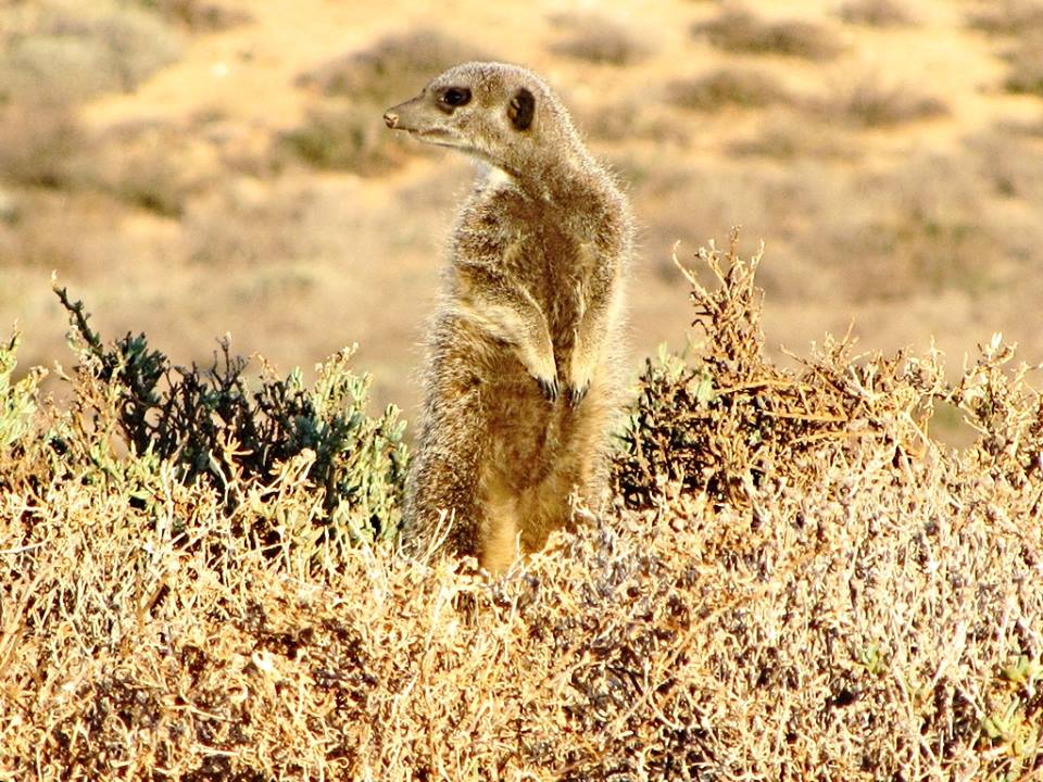 Meerkat