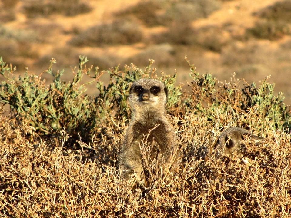 Meerkat
