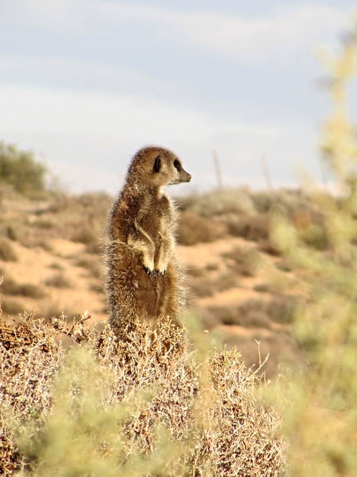 Meerkat