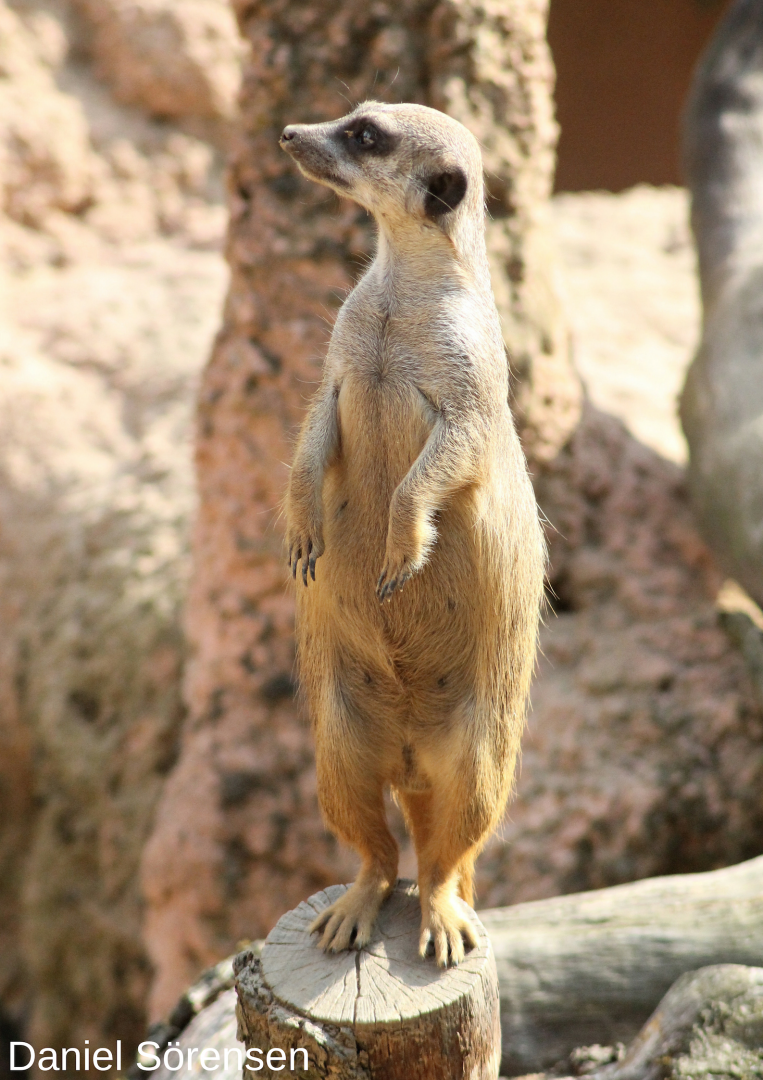 Meerkat