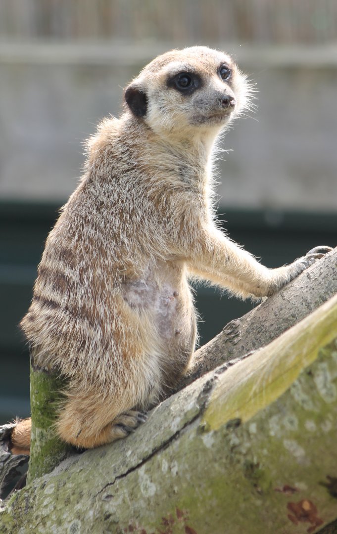 Meerkat