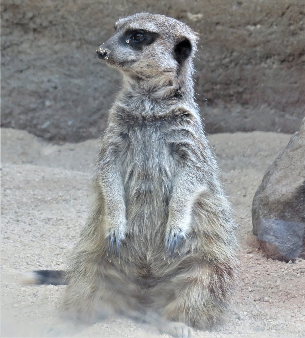 Meerkat