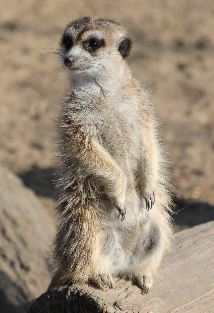 Meerkat