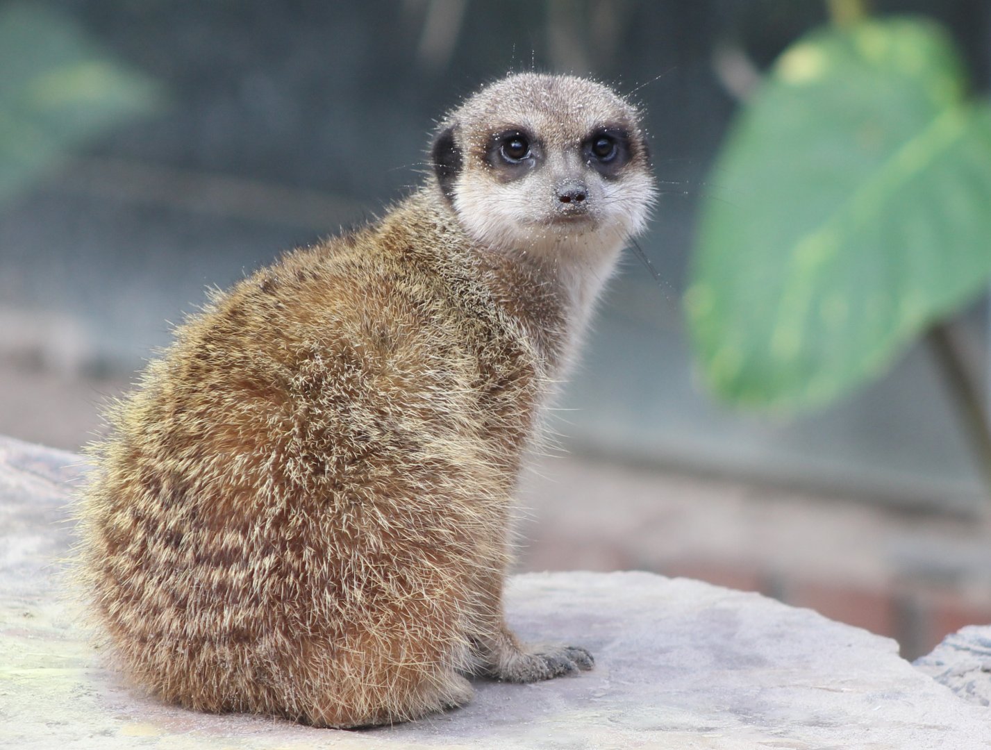 Meerkat