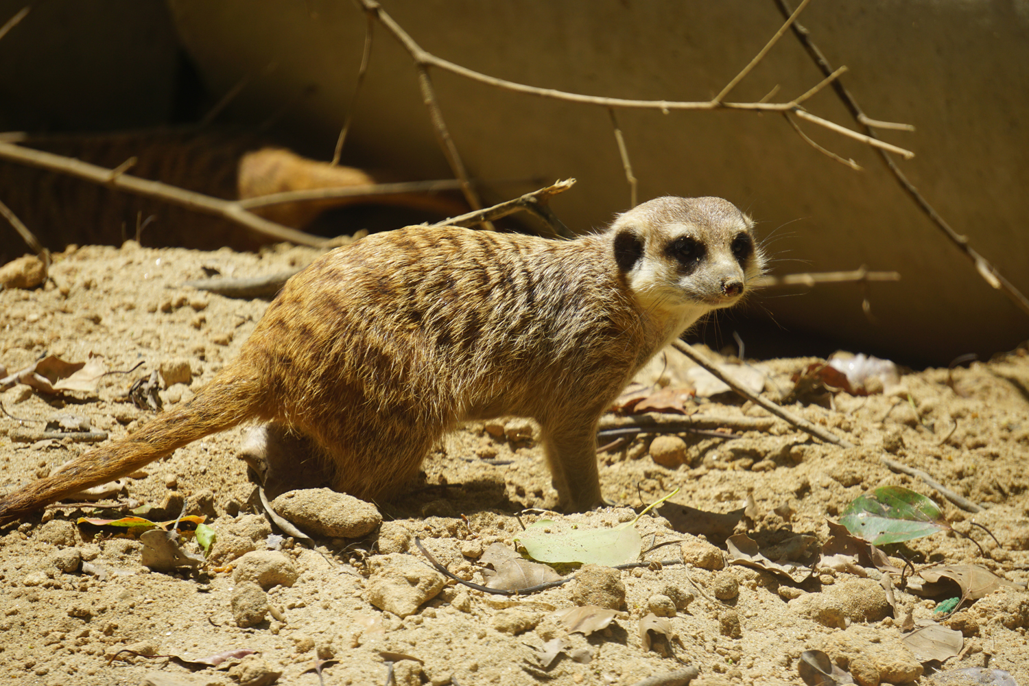 Meerkat