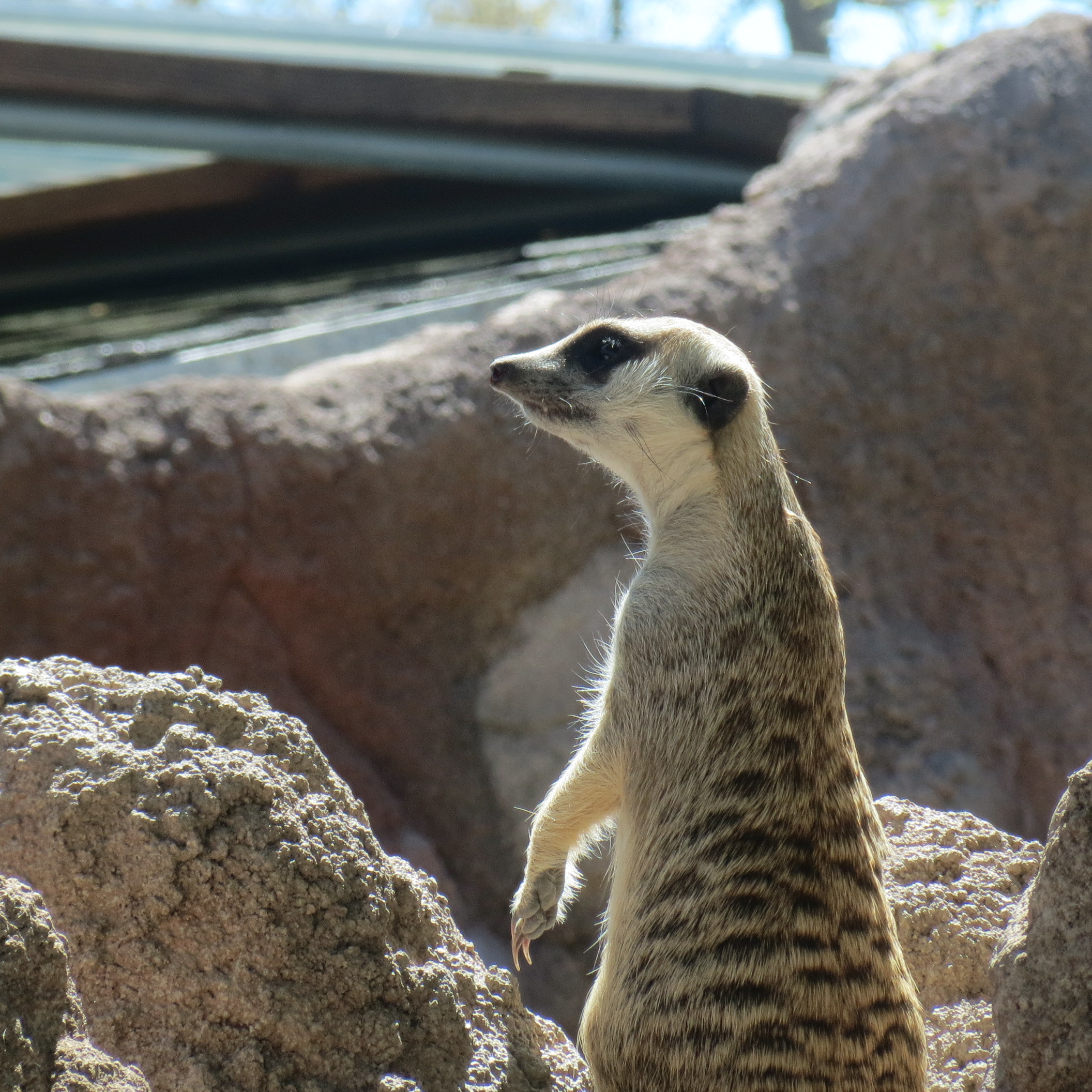 Meerkat
