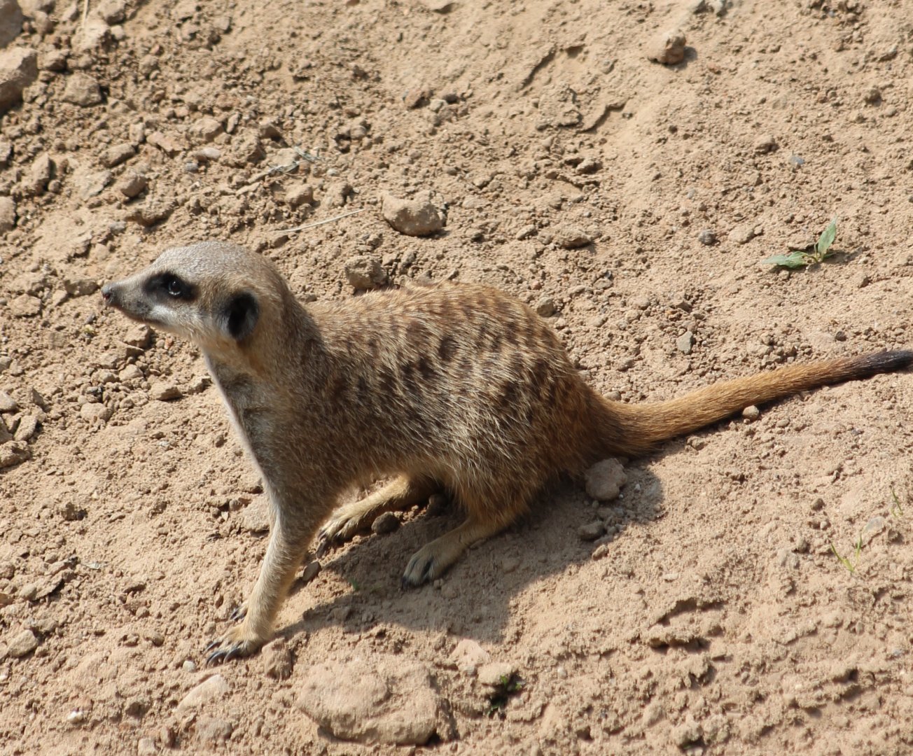 Meerkat