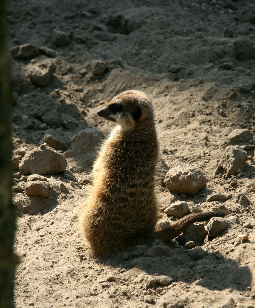 Meerkat