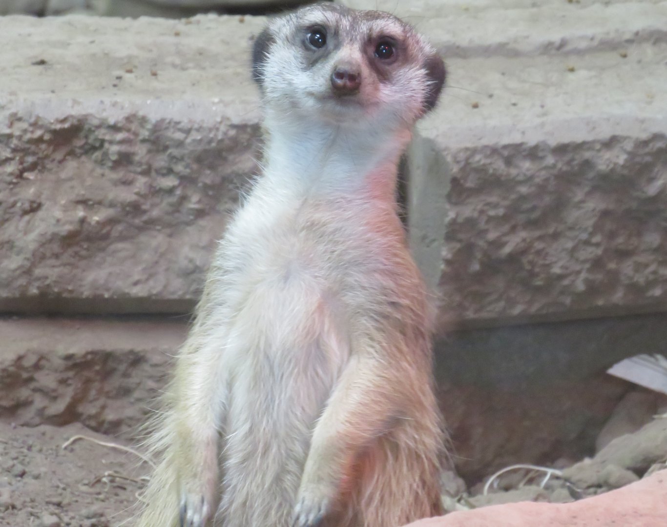 Meerkat
