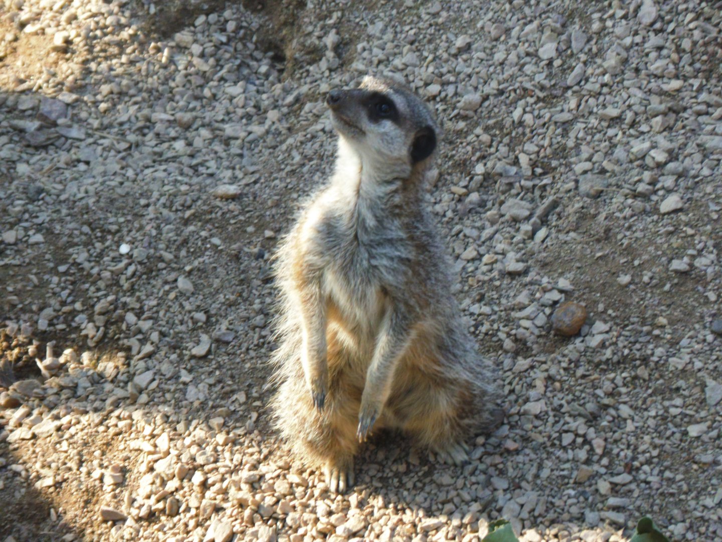 Meerkat