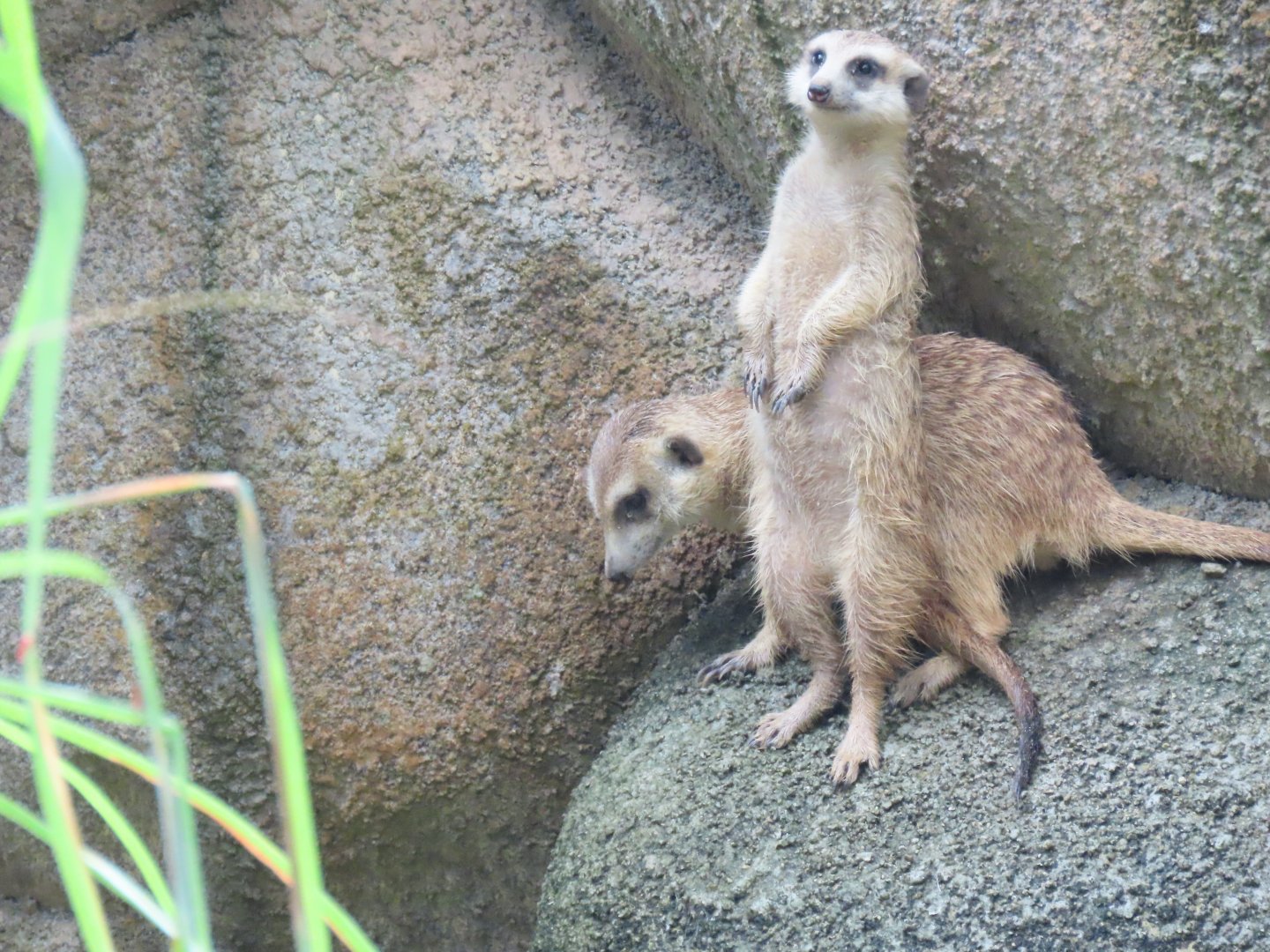 Meerkat