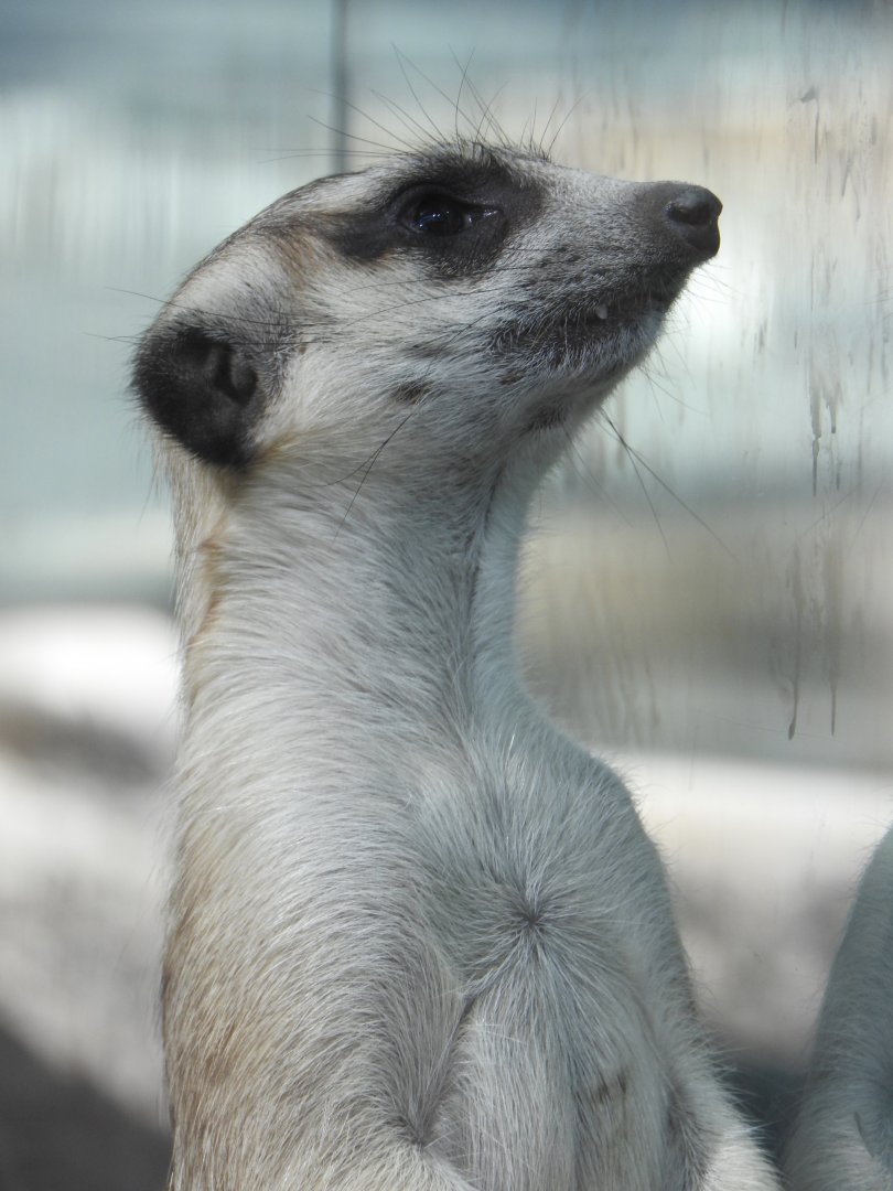 Meerkat
