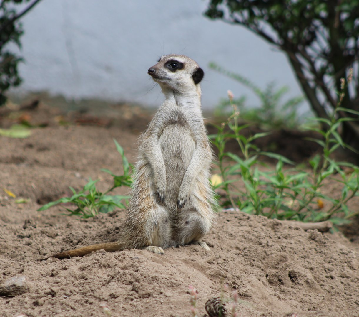 Meerkat