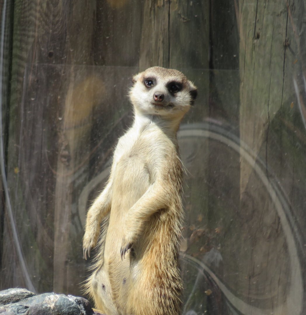 Meerkat