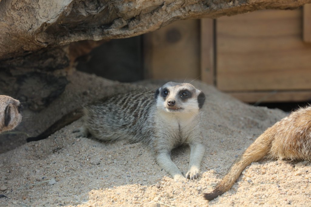 Meerkat