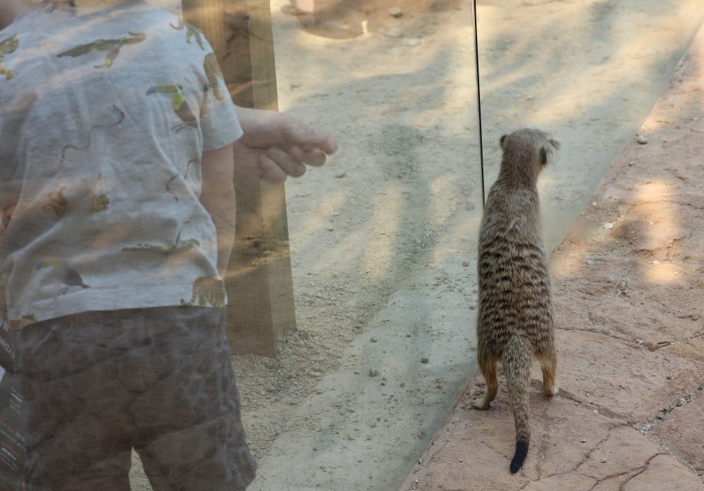 Meerkat