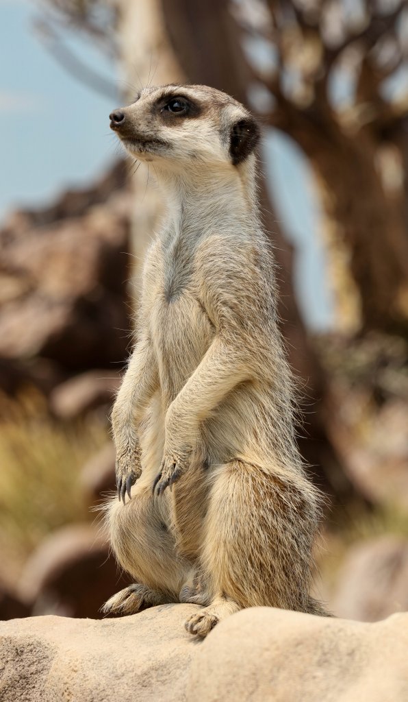 Meerkat
