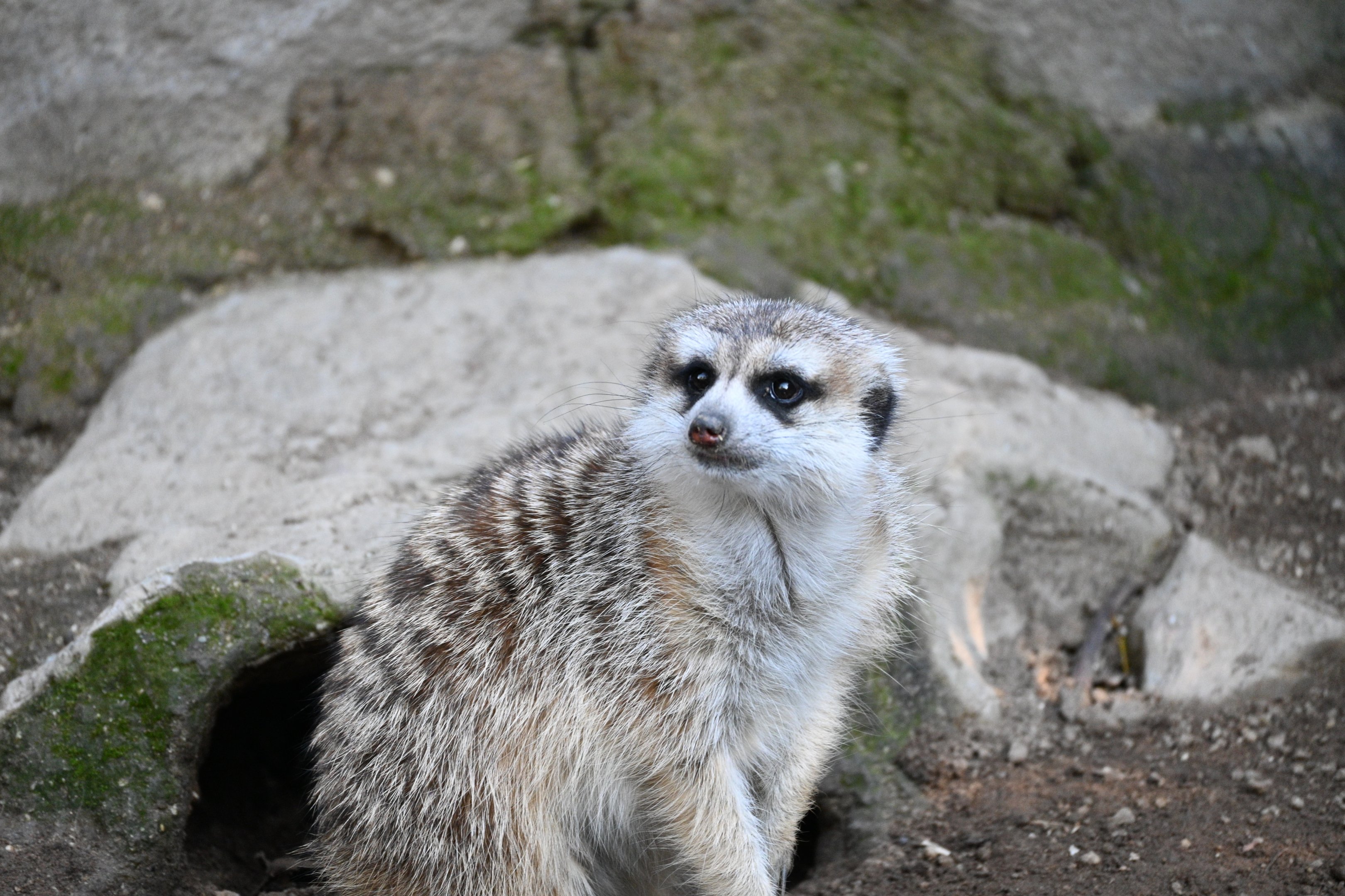 Meerkat