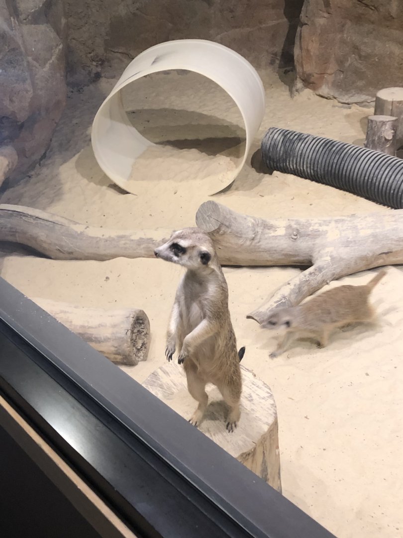 Meerkat