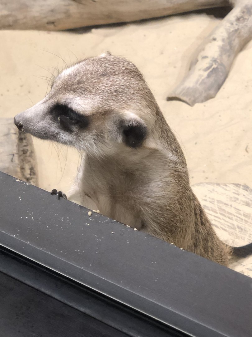 Meerkat