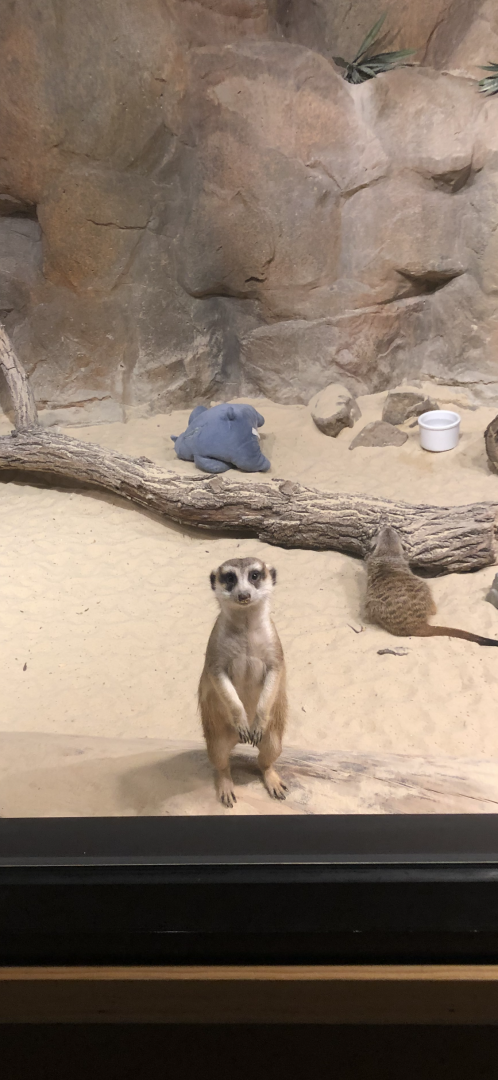 Meerkat
