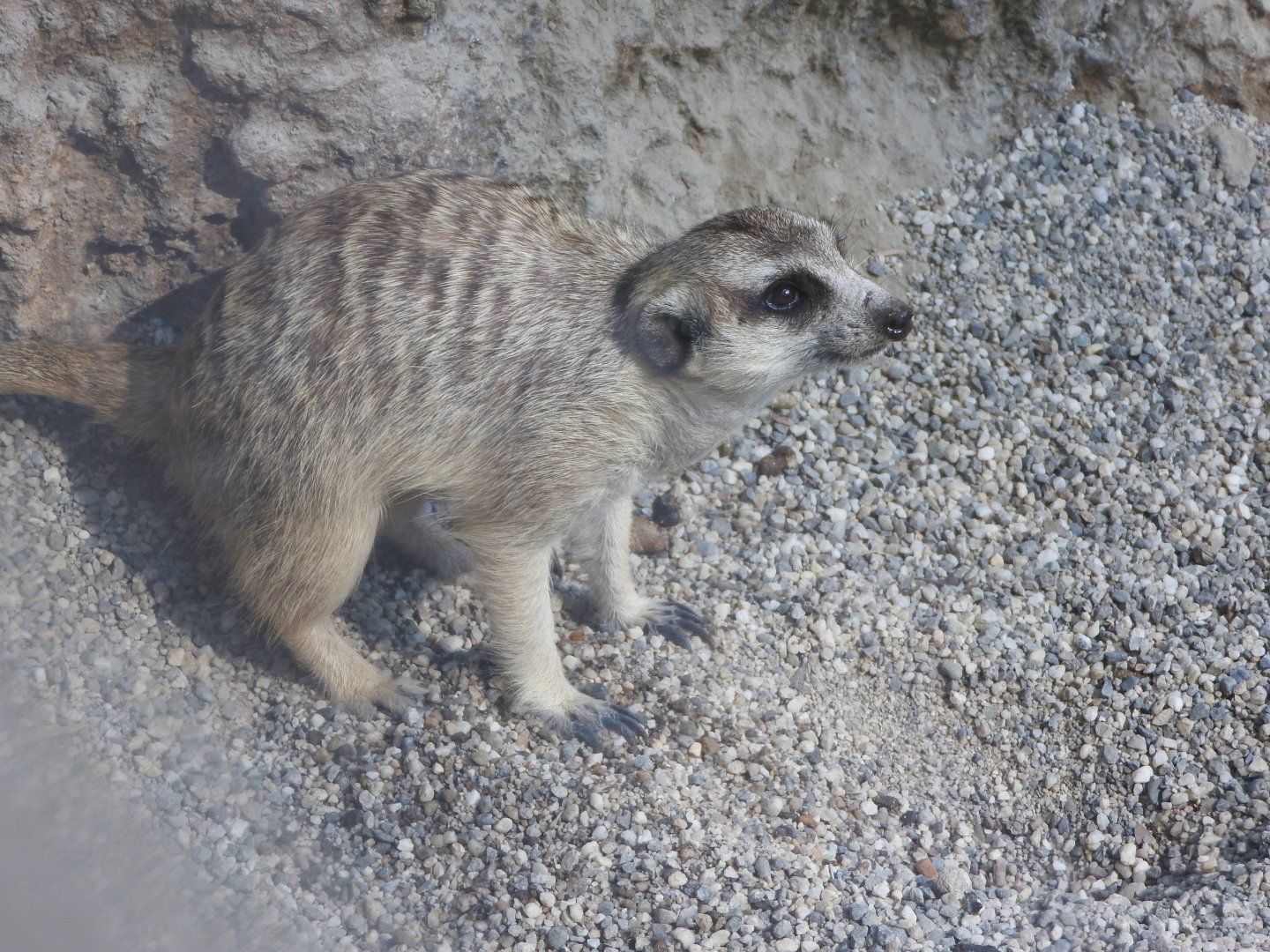 Meerkat