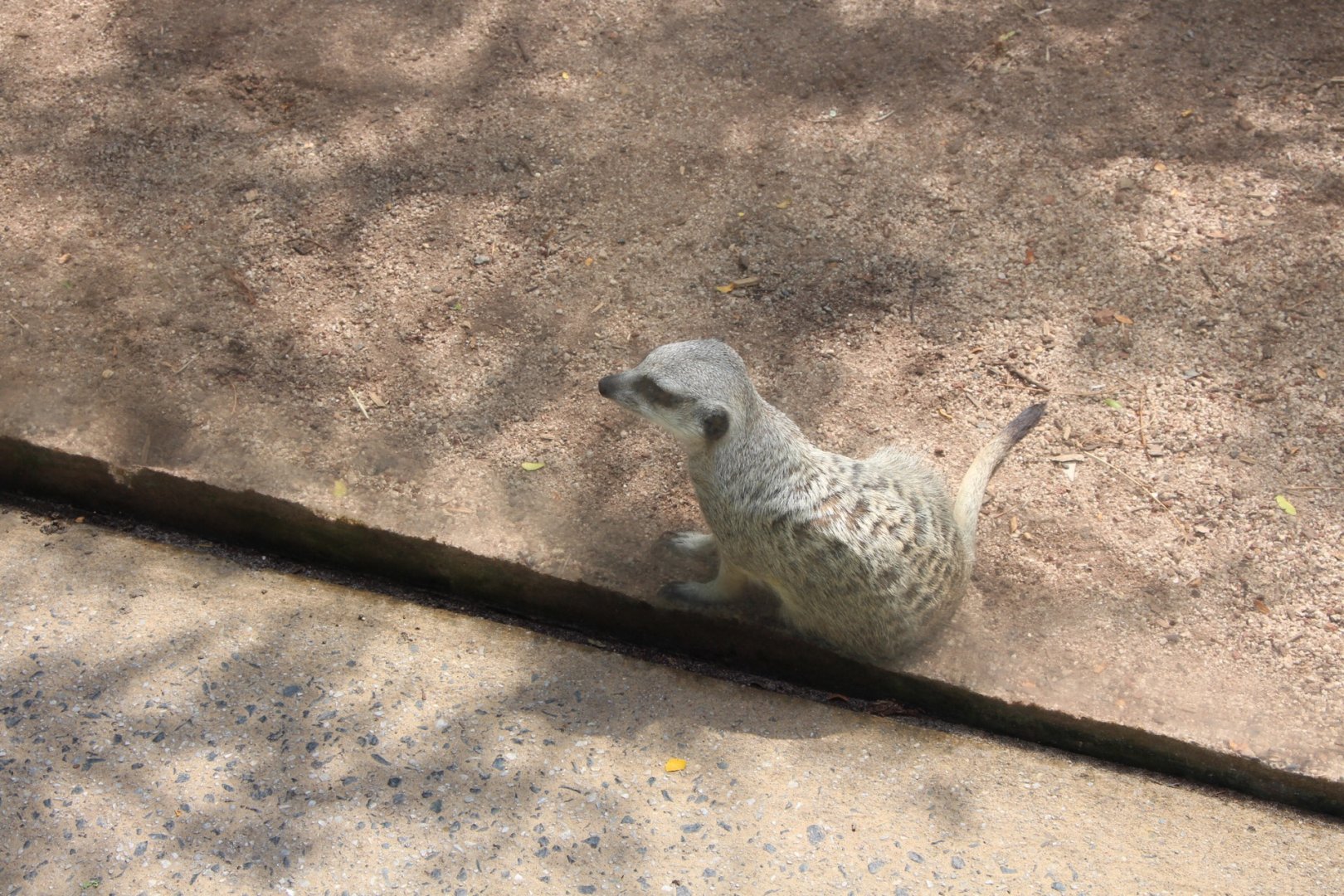Meerkat