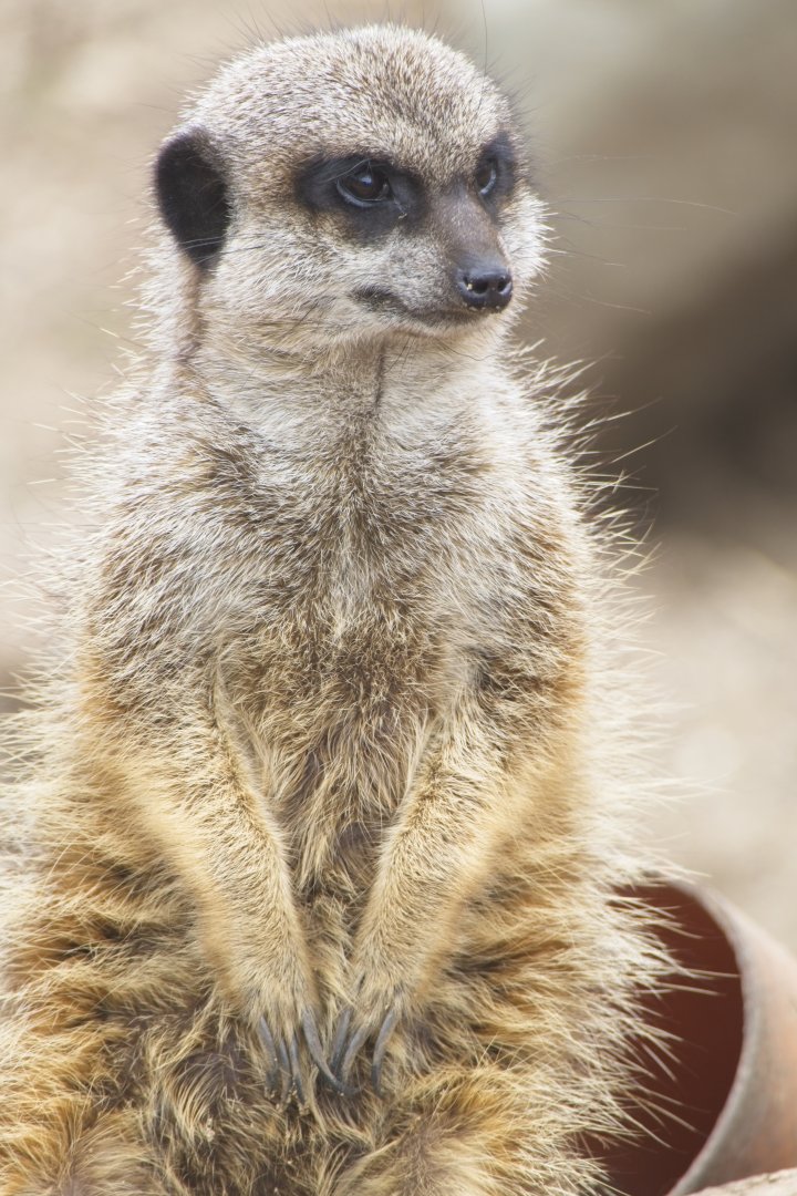 Meerkat
