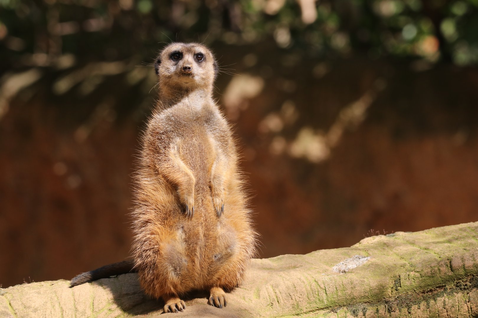 Meerkat