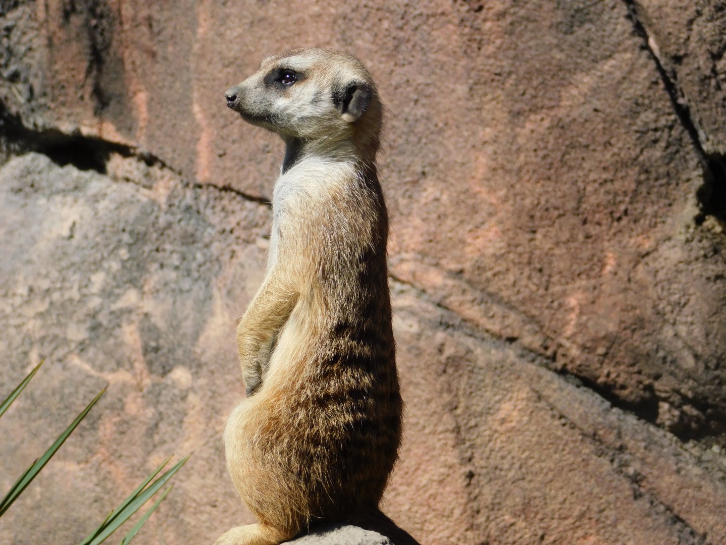 Meerkat