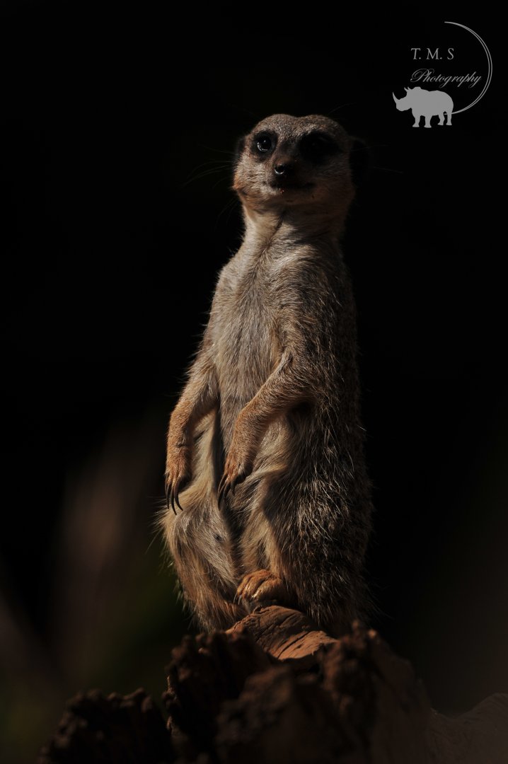 Meerkat