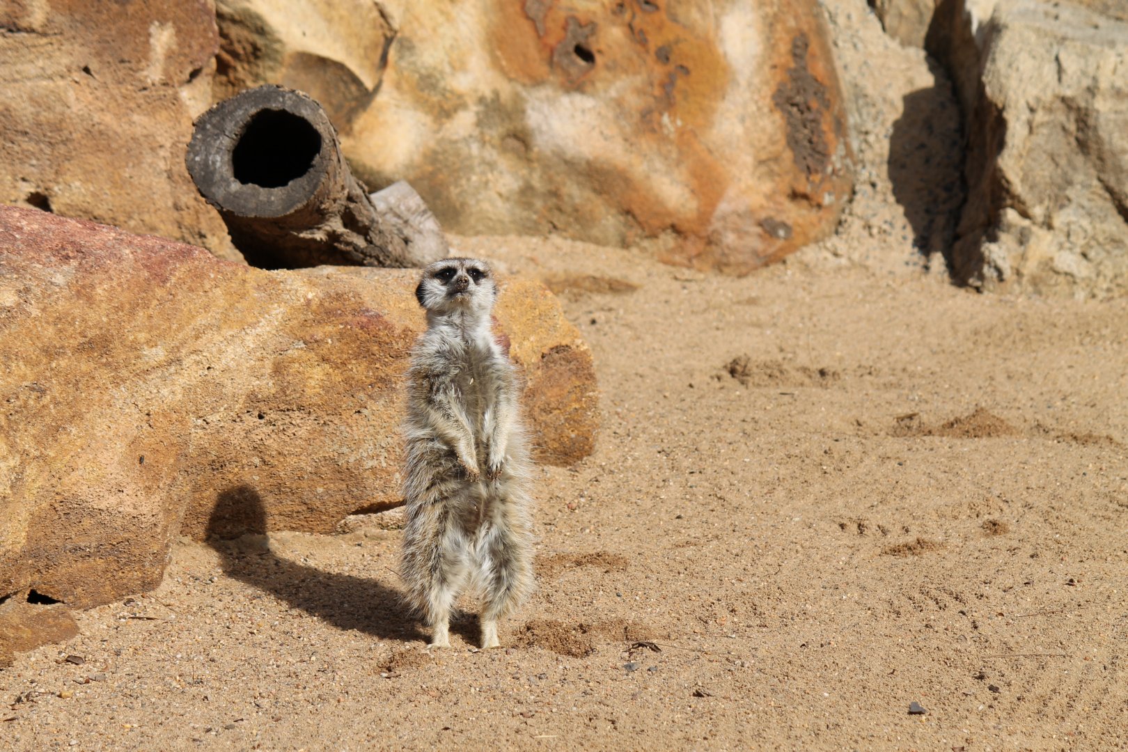 Meerkat