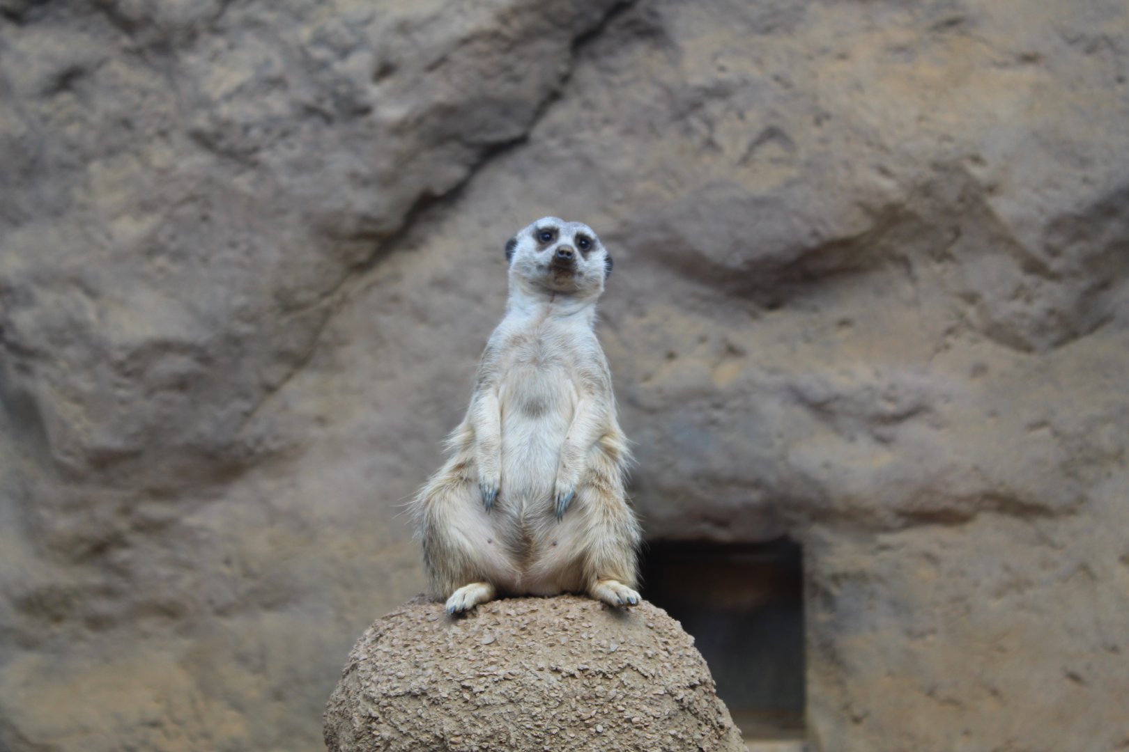 Meerkat